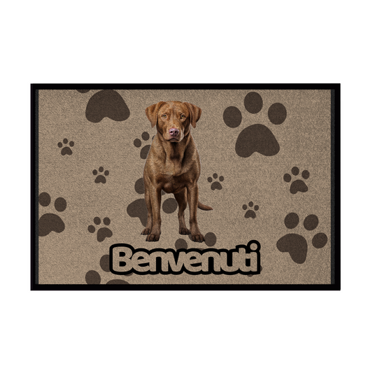 🐾 Zerbini -  Collezione Cani & Gatti - Benvenuti